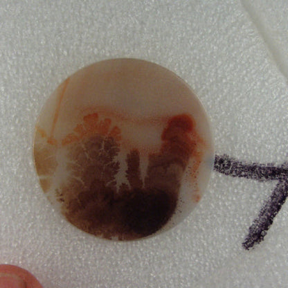 All Natural! Fine Quality Dendritic Agate India