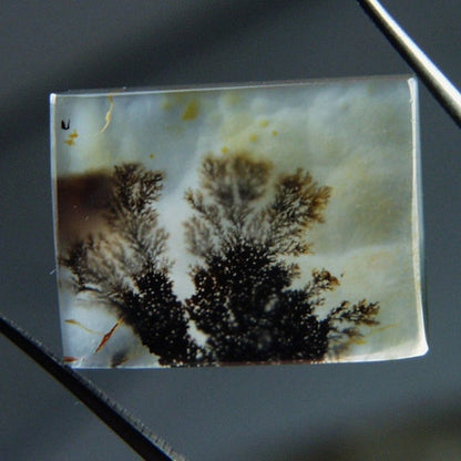 Rare & Fine Quality! Scenic Dendritic Agate India