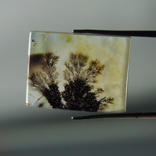 Rare & Fine Quality! Scenic Dendritic Agate India