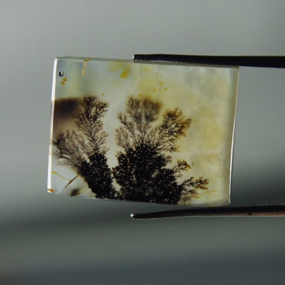 Rare & Fine Quality! Scenic Dendritic Agate India