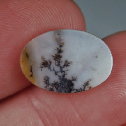 Rare and Fine Quality! Scenic Dendritic Agate India