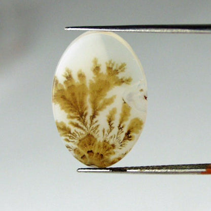All Natural! Fine Quality Dendritic Agate India