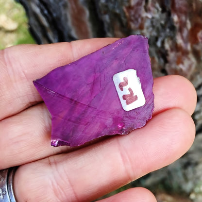Rare! Natural Rich Plum Color Sugilite Cabbing Rough 10 Grams