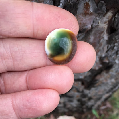 Natural Thompsonite — 16.00 ct, United States (Minnesota), Cabochon (GL)