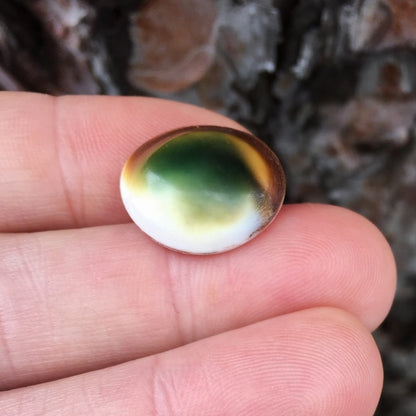 Natural Thompsonite — 16.00 ct, United States (Minnesota), Cabochon (GL)