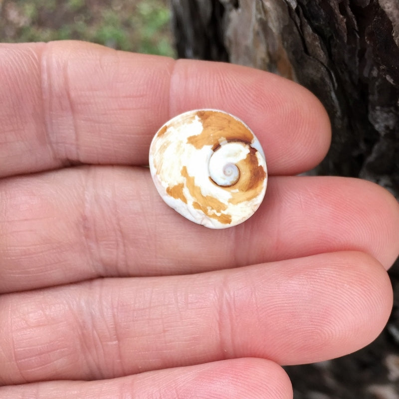 Natural Thompsonite — 16.00 ct, United States (Minnesota), Cabochon (GL)