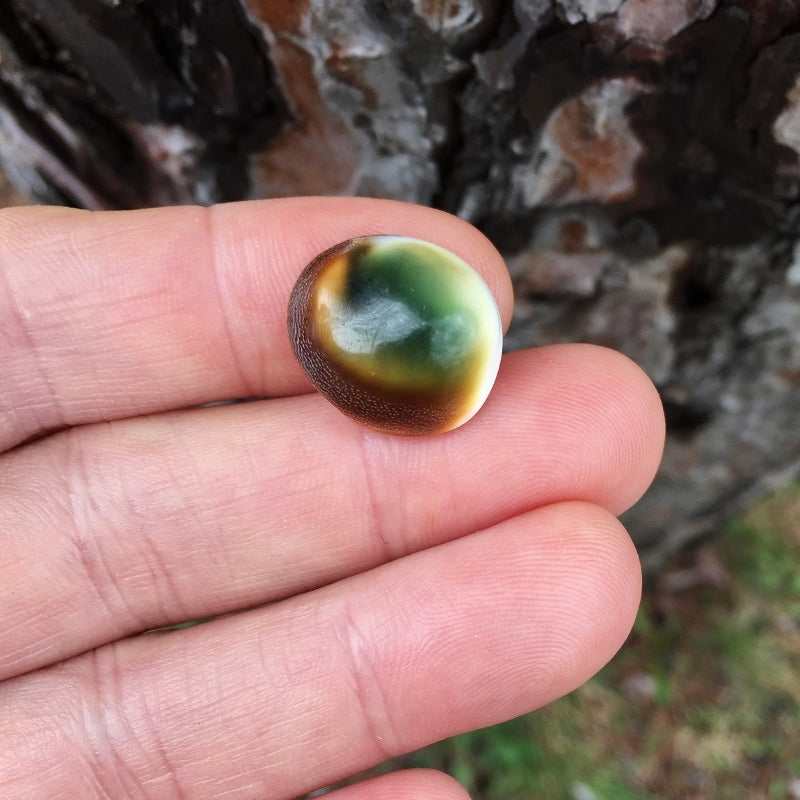 Natural Thompsonite — 16.00 ct, United States (Minnesota), Cabochon (GL)